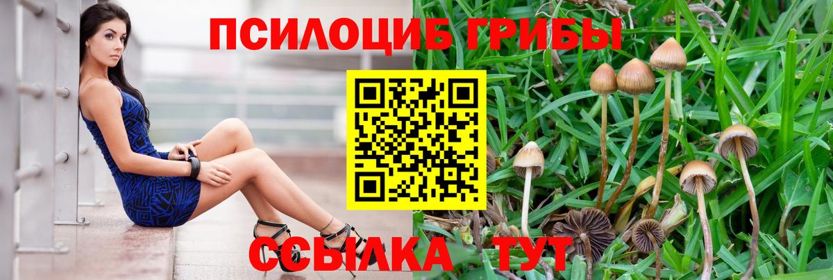 Тамбов  купить наркоту  Псилоцибиновые грибы мицелий  Вход с VPN  Галлюциногенные грибы прущие грибы 